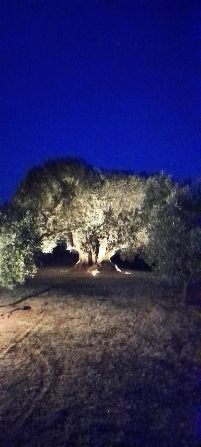 Agriturismo Il Vecchio Olivo Villa Castagneto Carducci Buitenkant foto