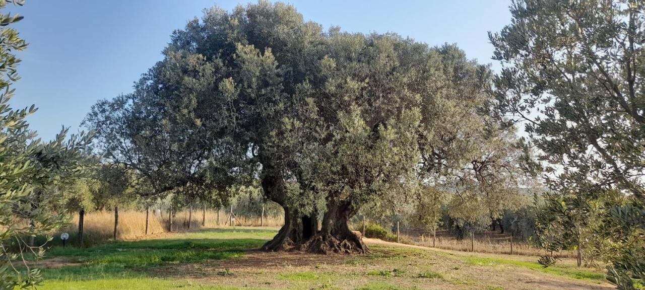 Agriturismo Il Vecchio Olivo Castagneto Carducci Buitenkant foto