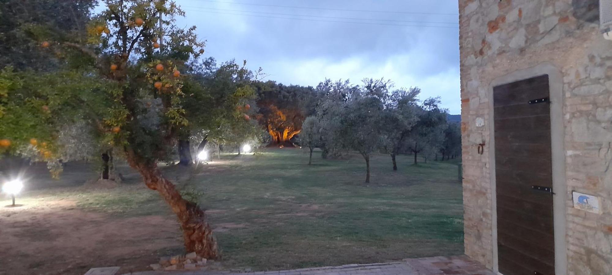 Agriturismo Il Vecchio Olivo Villa Castagneto Carducci Buitenkant foto