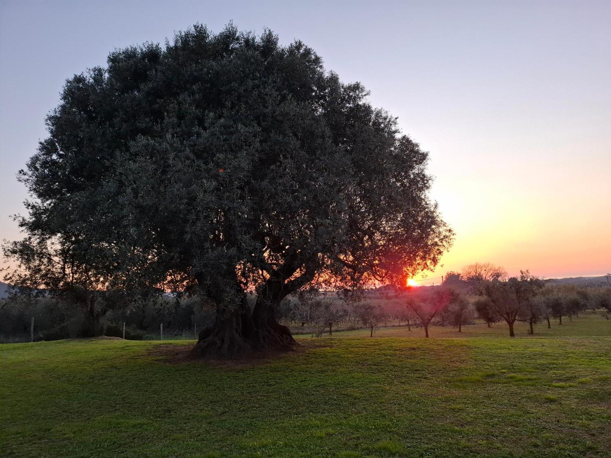 Agriturismo Il Vecchio Olivo Castagneto Carducci Buitenkant foto